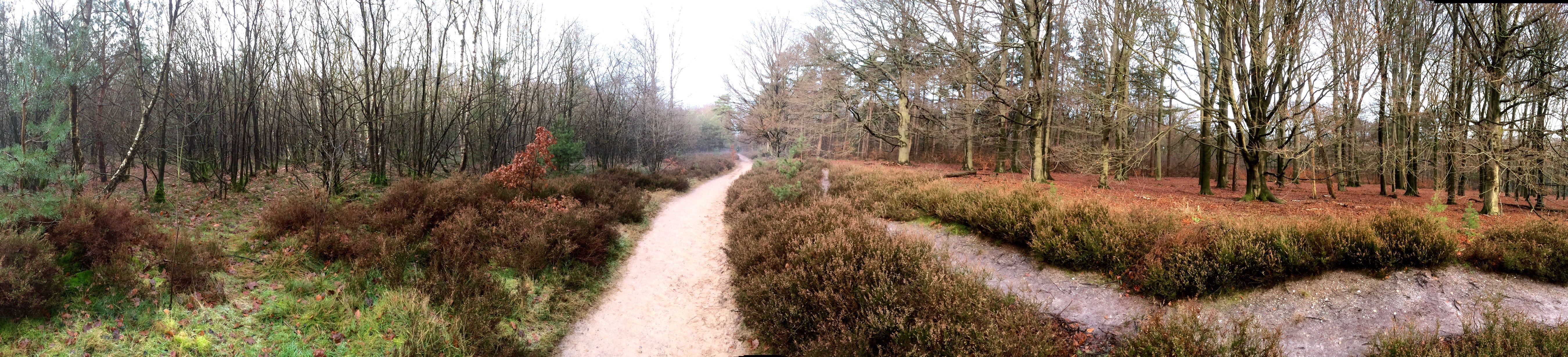 Stiltewandeling Utrechtse Heuvelrug