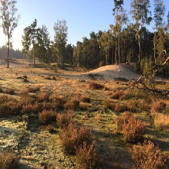 Stilte wandeling Utrechtse Heuvelrug